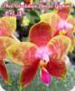 Phal. Guadelupe Pineda Yaphon